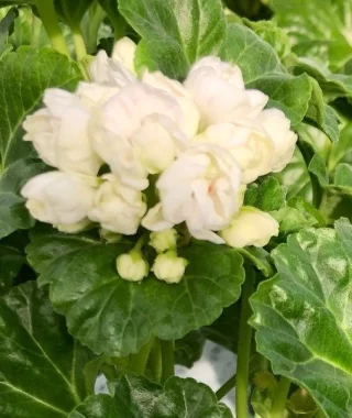 Tulppaanipelargoni