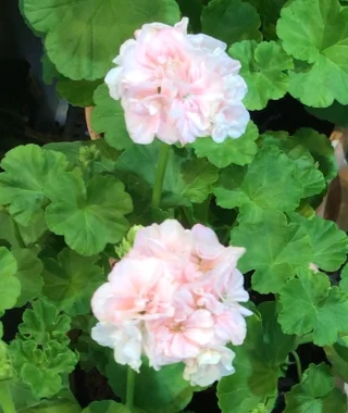 Mårbacka pelargoni
