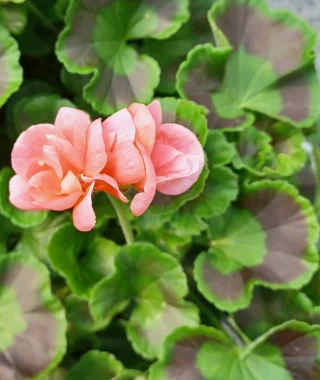 Ruusunnuppupelargoni