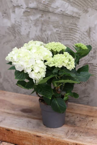 Hortensia