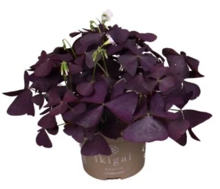 Triangeloxalis