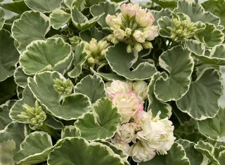 Ruusunnuppupelargoni