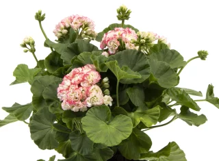 Ruusunnuppupelargoni