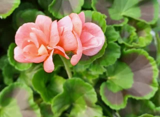 Ruusunnuppupelargoni