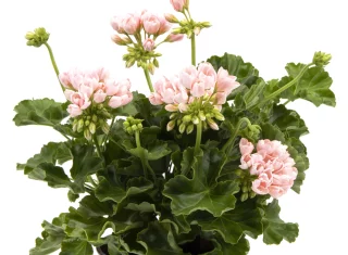 Tulppaanipelargoni