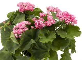 Ruusunnuppupelargoni