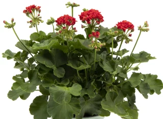 Ruusunnuppupelargoni