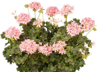 Tähtipelargoni