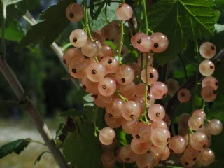 Rosa vinbär på stam