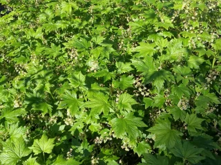 Pikkuherukka/ Lamoherukka