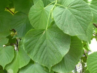 Parklind (150-250 cm)