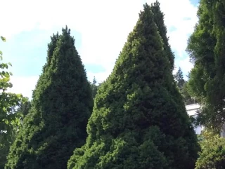 Sockertoppsgran (80-100 cm)