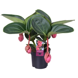 Rosenskärm
