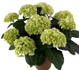 Hortensia