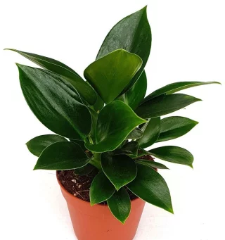 Herttaköynnösvehka