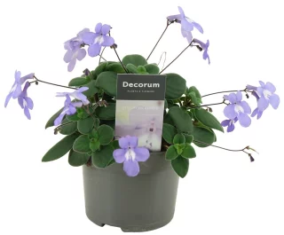 Sammetskornettblomma