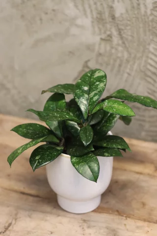 Porslinsblomma