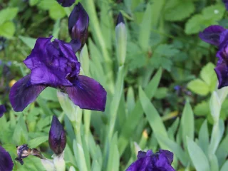 Kääpiökurjenmiekka