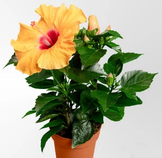 Hibiskus