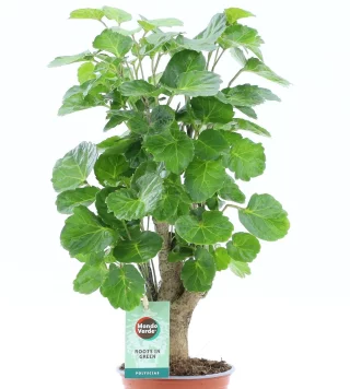 Silveraralia