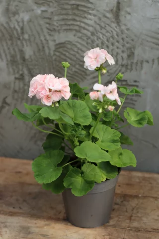 Pelargonia Mårbacka