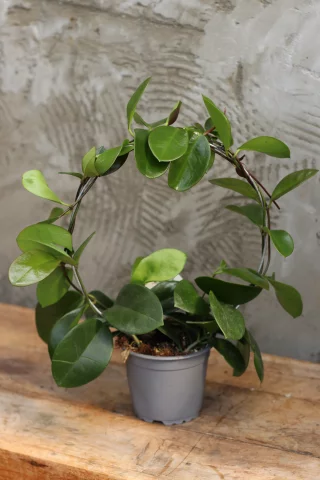 Porslinsblomma