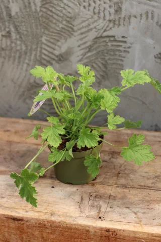 Rosengeranium