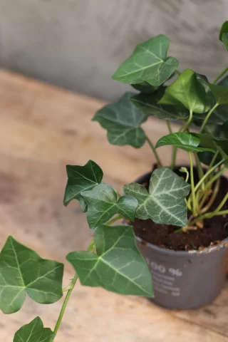 Irlanninvarjomuratti