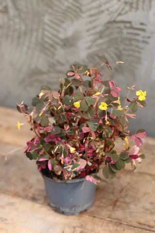 Vulkanoxalis