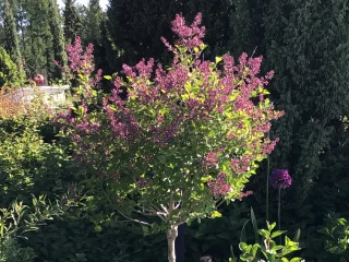 Pikkusyreeni rungolla 80 cm