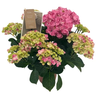 Hortensia