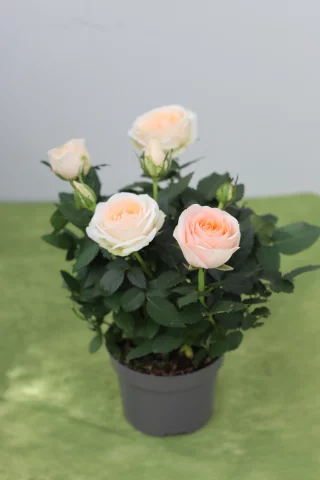 Krukros