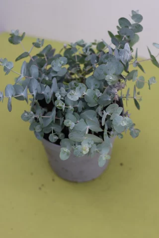 Hopeaeukalyptus