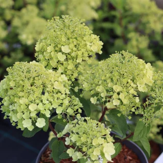Japaninhortensia