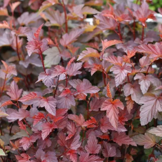 Purppuraheisiangervo