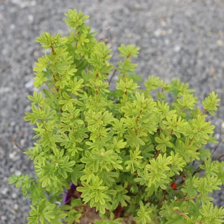 Pensashanhikki