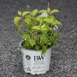 Pallohortensia