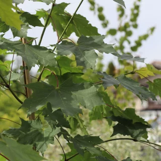 Metsävaahtera (150-250 cm)