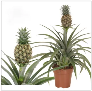 Koristeananas