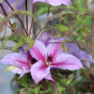 Klematis
