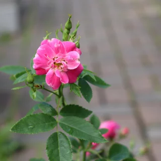 Köynnösruusu