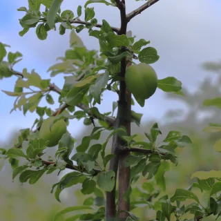 Körsbärsplommon
