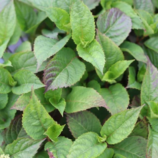 Purpurhortensia