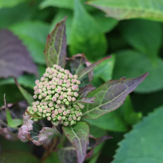 Purpurhortensia