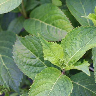 Purpurhortensia
