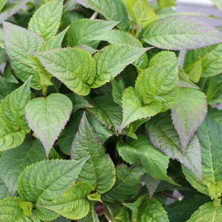 Purpurhortensia