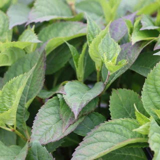 Purpurhortensia