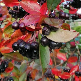 Marja-aronia