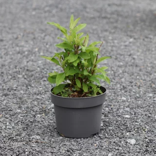 Syrenbuddleja