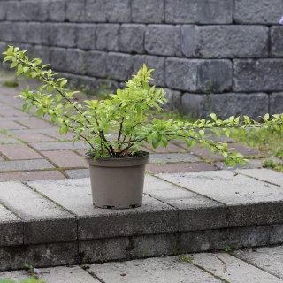 Japansk kvitten